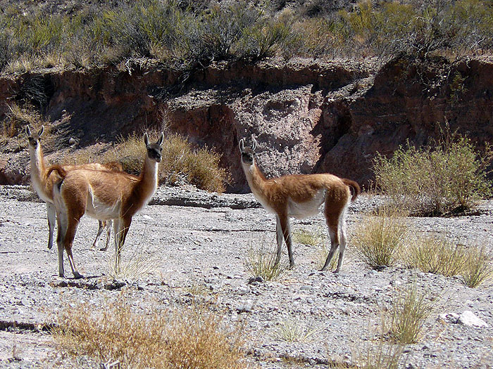 AR0914SM0519_salta-to-molinos-via-cardones-national-park-and valle-encantado.jpg [© Last Frontiers Ltd]